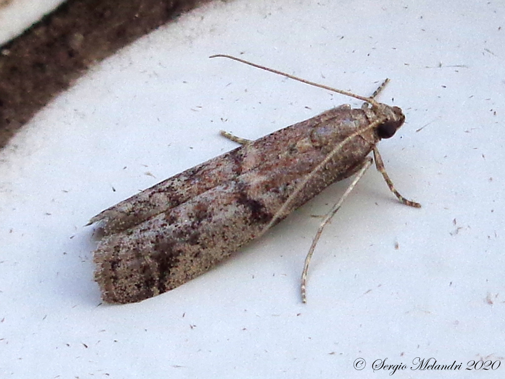 Pyralidae: Ephestia sp.